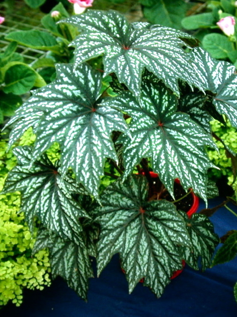 B. deliciosa